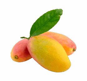 Large Fresh Mango