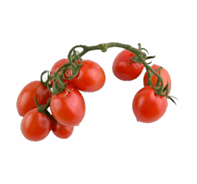 Red Cherry Tomato