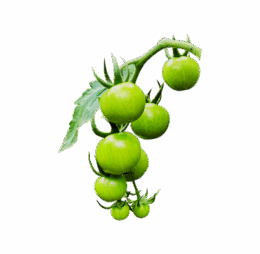 Green Cherry Tomato