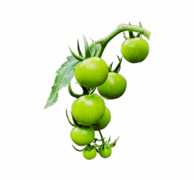 Green Cherry Tomato