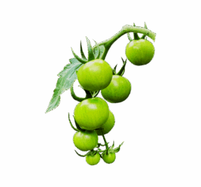 Green Cherry Tomato