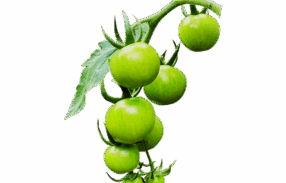 Green Cherry Tomato