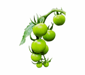 Green Cherry Tomato