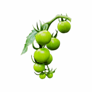 Green Cherry Tomato