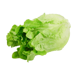 Green Ve Cabbage