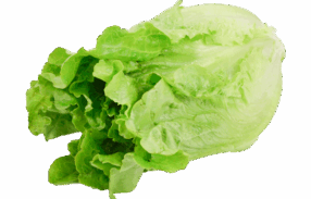 Green Ve Cabbage