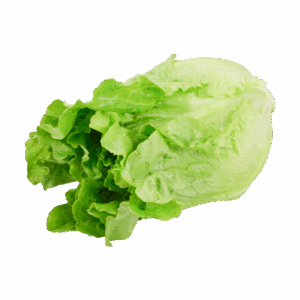 Green Ve Cabbage