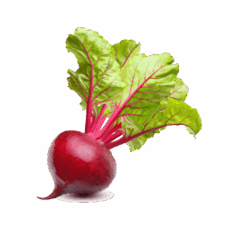 Vegan Fresh Radish
