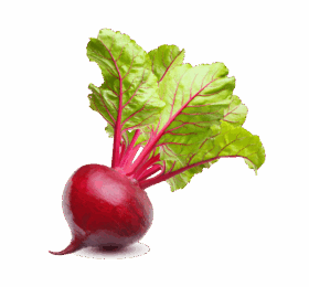 Vegan Fresh Radish